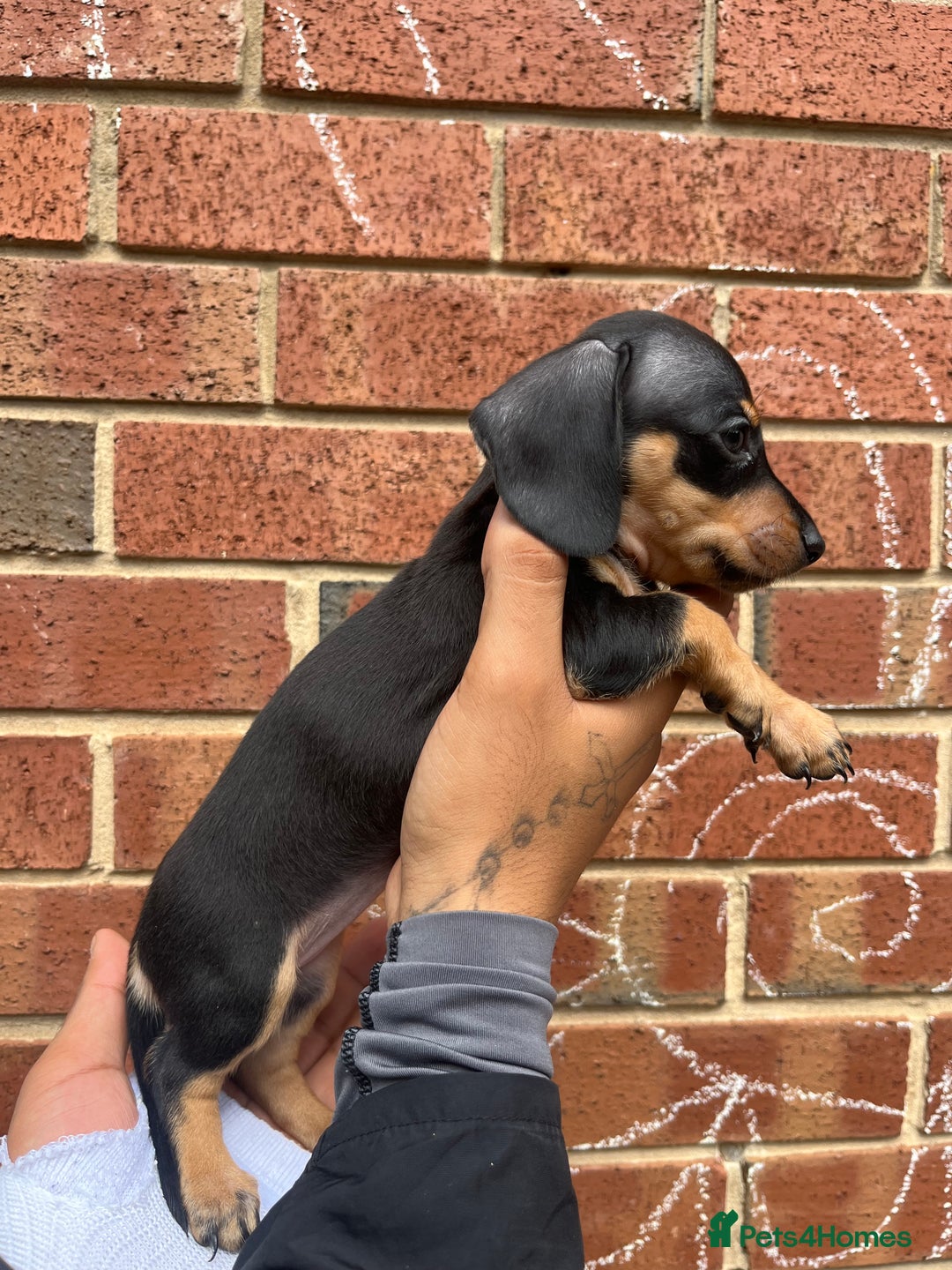 Miniature Dachshund dogs for sale: Miniature dachshunds  - Image 12