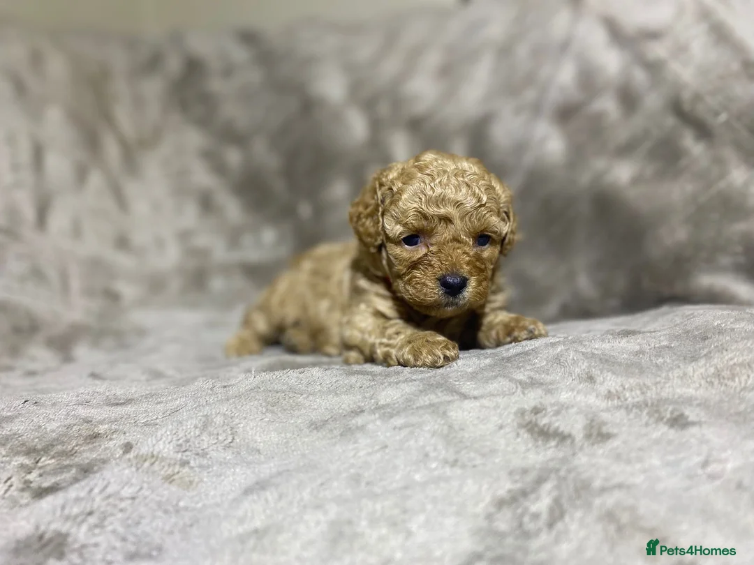 Shihpoo dogs for sale: 5 x female F1b Shihpoo pups - Advert 7