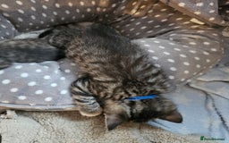Ragcoon cats for sale: 2 Male kittens looking for forever homes  - Image 20