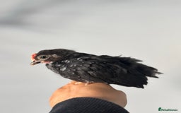 Chickens poultry for sale: Beautiful Serama Boys  - Image 2