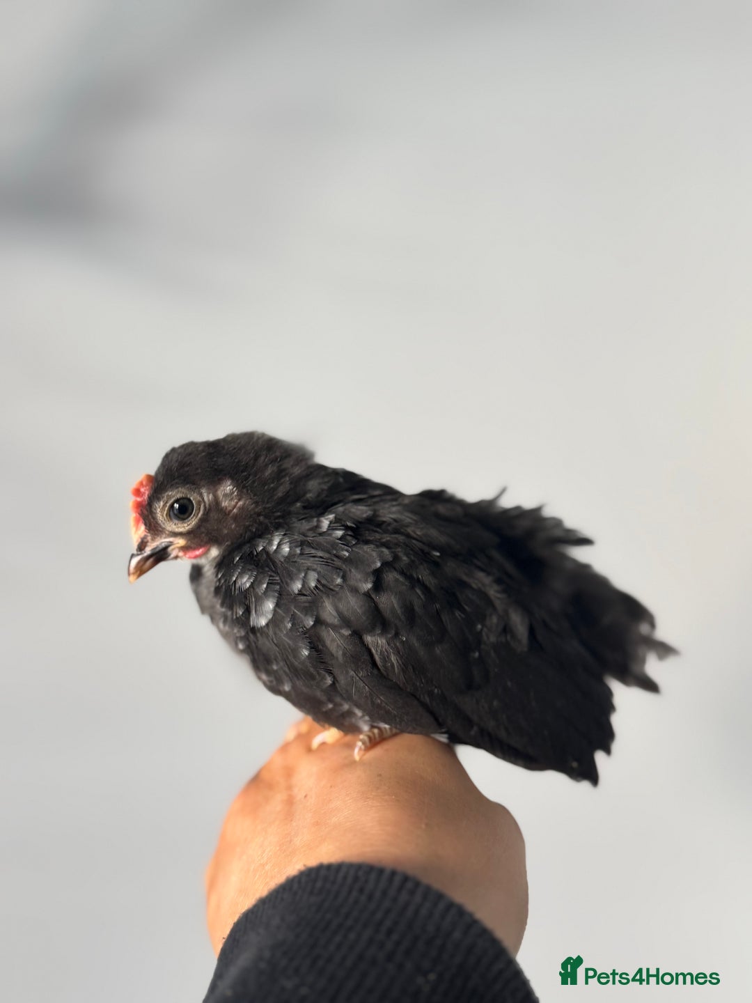 Chickens poultry for sale: Beautiful Serama Boys  - Image 2