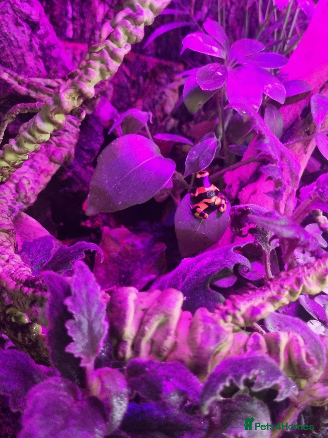 Frog reptiles for sale: £50 each. 3 Yellow banded/bumblebee dart frogs in Biggleswade - Advert 2