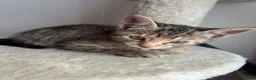 Mixed Breed cats for sale: Beautiful kittens need loving homes 🩷 in London - Advert 4