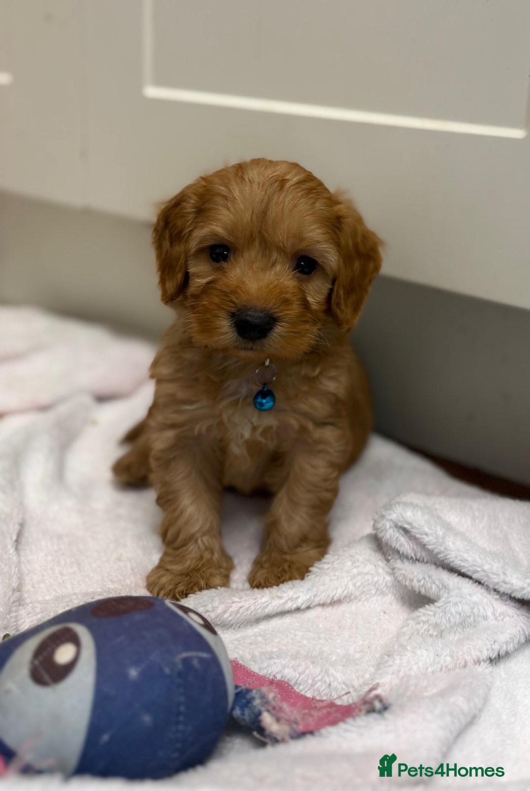 Cockapoo dogs for sale: Bred From Health Tested Parents - Advert 1