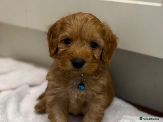 Cockapoo dogs Bred From Health Tested Parents - Advert 1