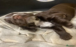Cocker Spaniel dogs for sale: Stunning KC Reg Cocker Spaniel Pups Choco/Black - Image 23