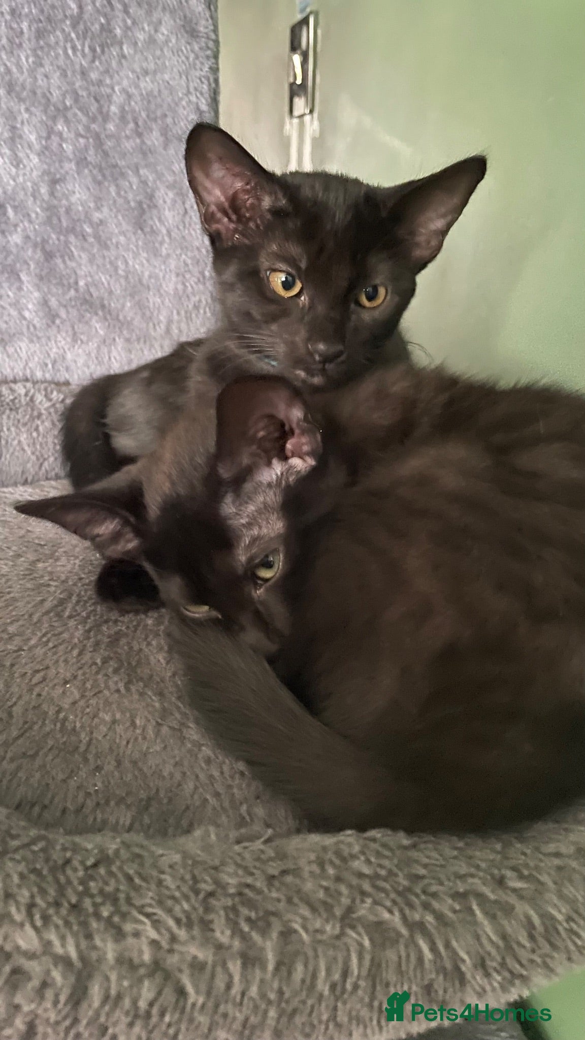 Mixed Breed cats Sweetheart & Darling looking for loving home - Advert 13