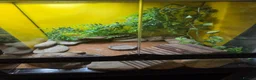 Gecko reptiles for sale: 1 year old Gecko and the complete enclosure set up in Londonderry - Advert 3