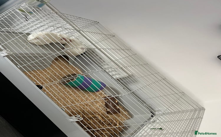 Guinea Pig rodents - Advert 14