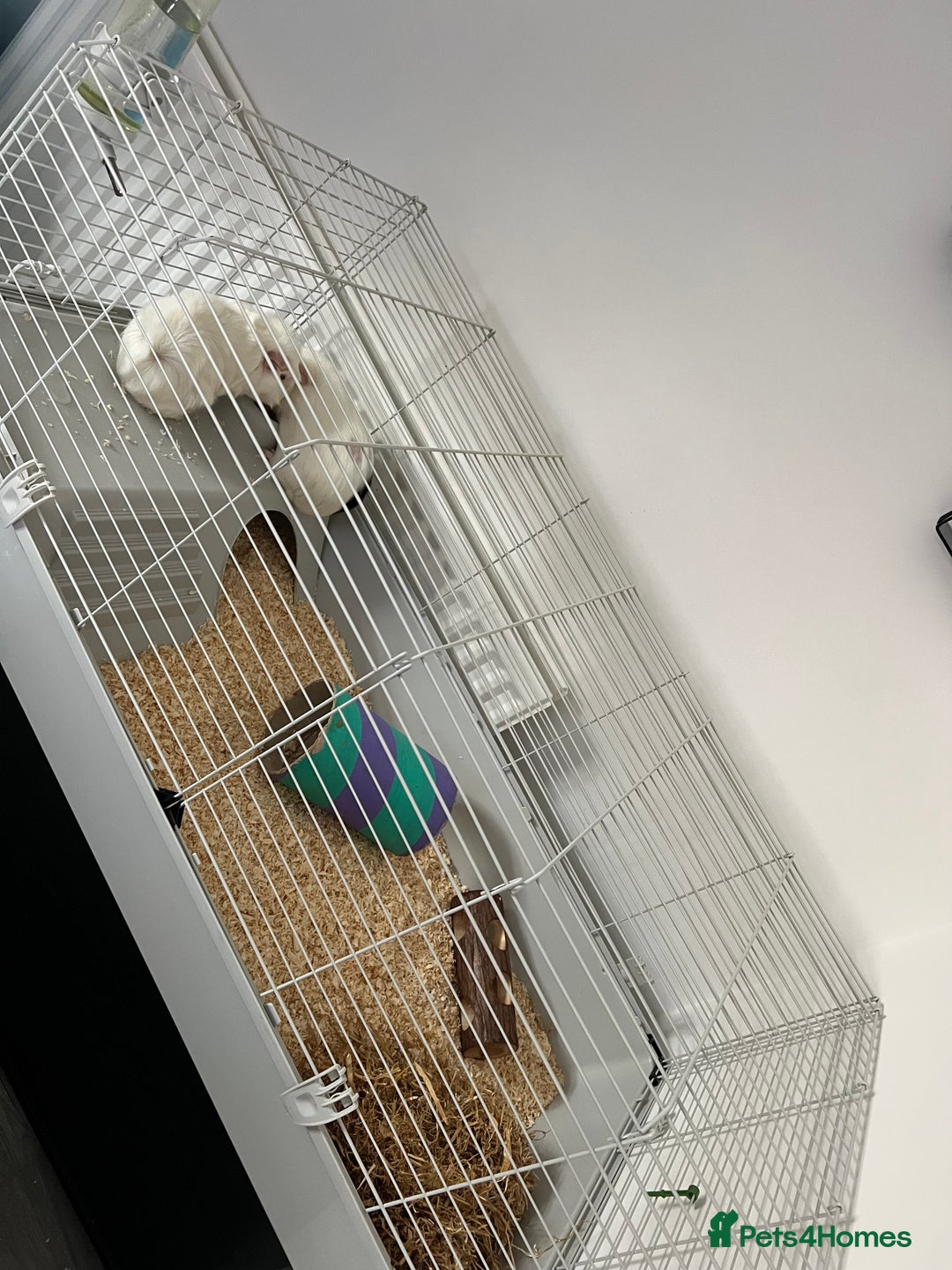 Guinea Pig rodents for sale: 2 male Guinea pigs for sale, cage included - Image 1