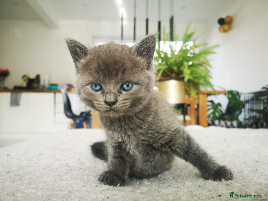 Russian Blue cats for sale: Russian Blue & British Short Hair kittens - grey - Image 6