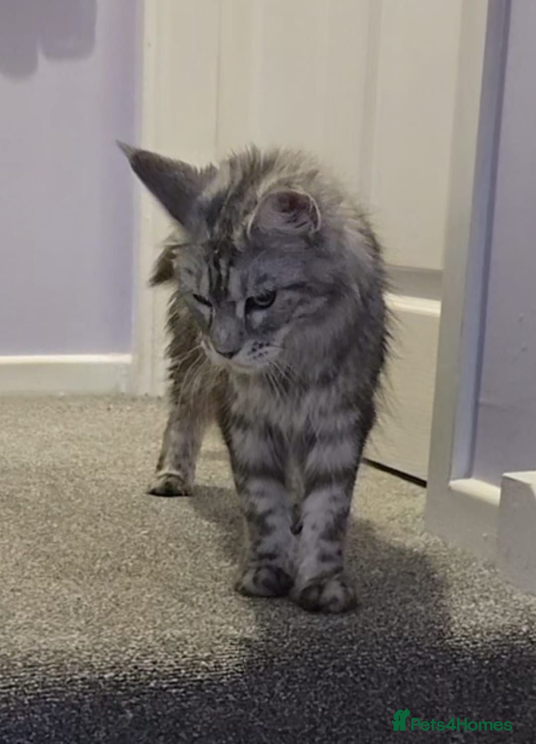 Maine Coon cats Stunning Tica Maine Coons kittens  - Advert 16