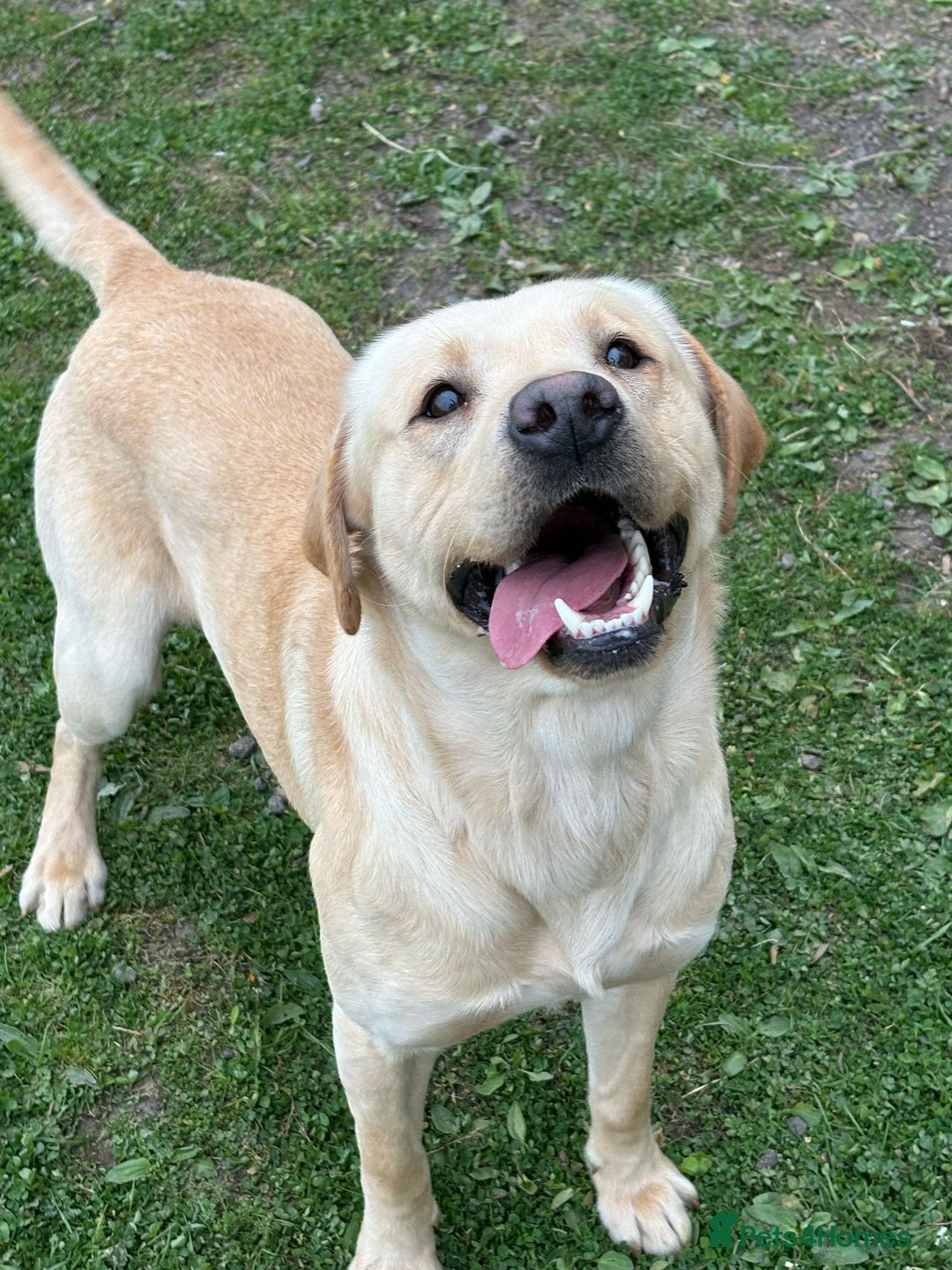 Labrador Retriever dogs for stud: Labrador retriever stud  in Hartlepool - Advert 5