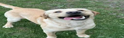 Labrador Retriever dogs for stud: Labrador retriever stud  in Hartlepool - Advert 5