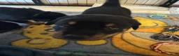 Rottweiler dogs for sale: Beautiful Rottweiler puppies  in Mablethorpe - Advert 25