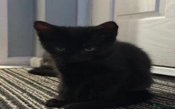 RagaMuffin cats for sale: Ragamuffin kittens  - Image 17