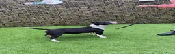English Bull Terrier dogs for sale: Beautiful miniature English bull terrier puppies - Advert 5
