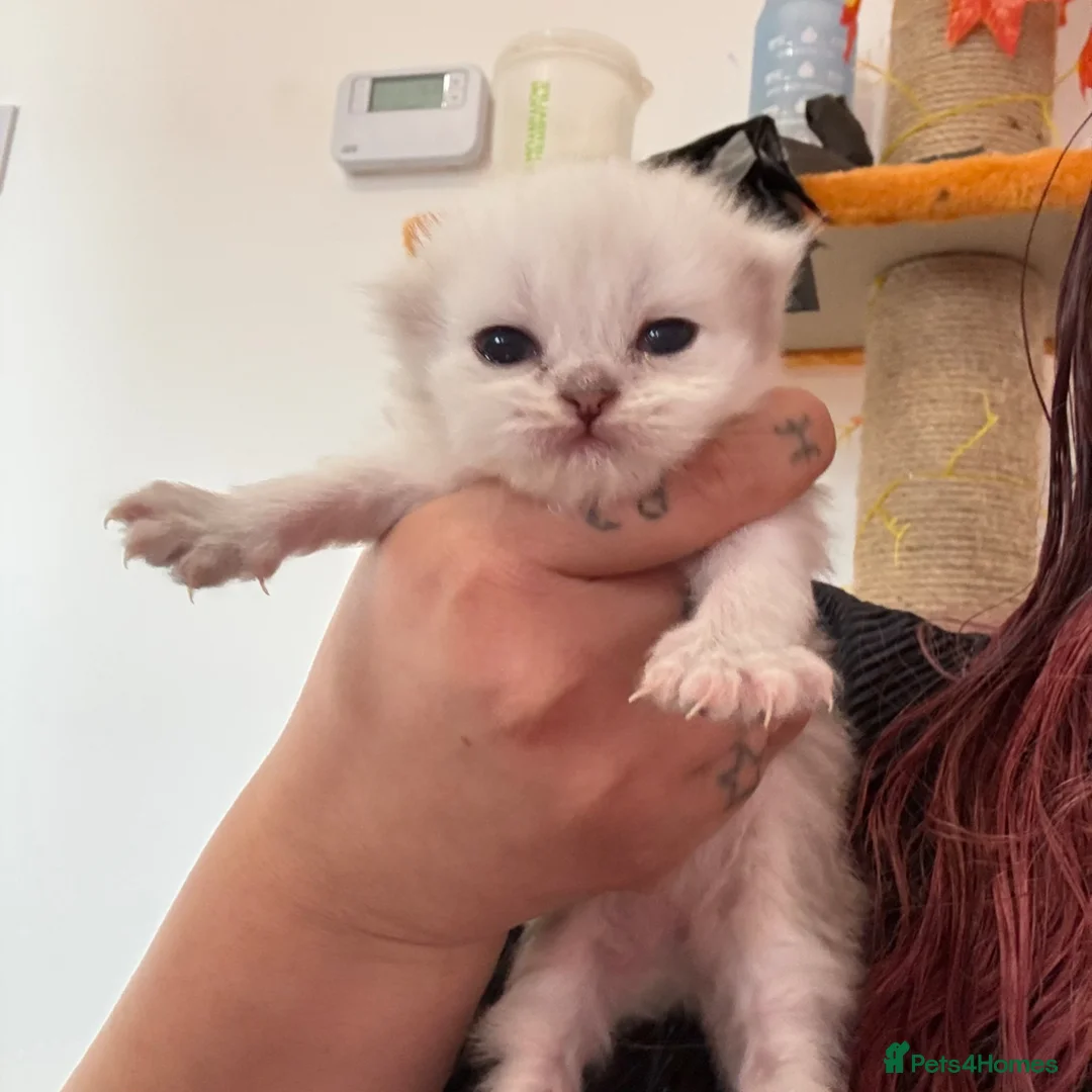 Persian cats for sale: Two dollface Persian chinchillas available  - Advert 1