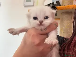 Persian cats Two dollface Persian chinchillas available - Advert 11