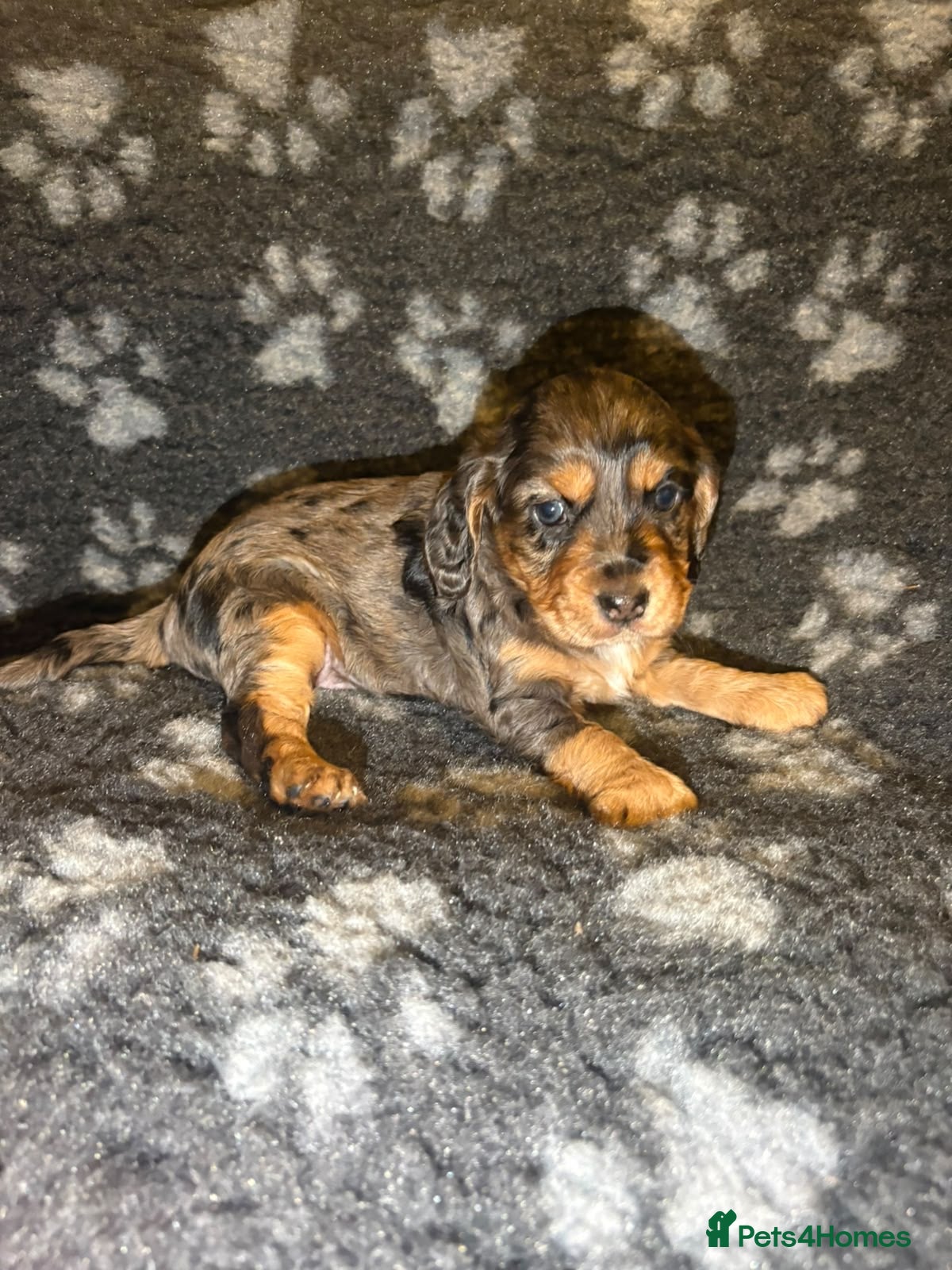 Cocker Spaniel dogs for sale: 4 stunning girl cocker spaniel puppies - Advert 2