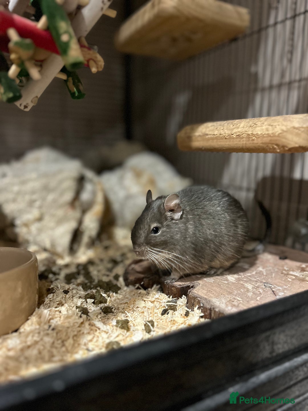 Degus rodents for sale: 2 male degus  - Image 2