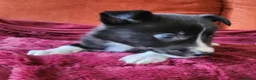 Border Collie dogs for sale: READY TO LEAVE, 4 Border Collies, boys - Advert 21