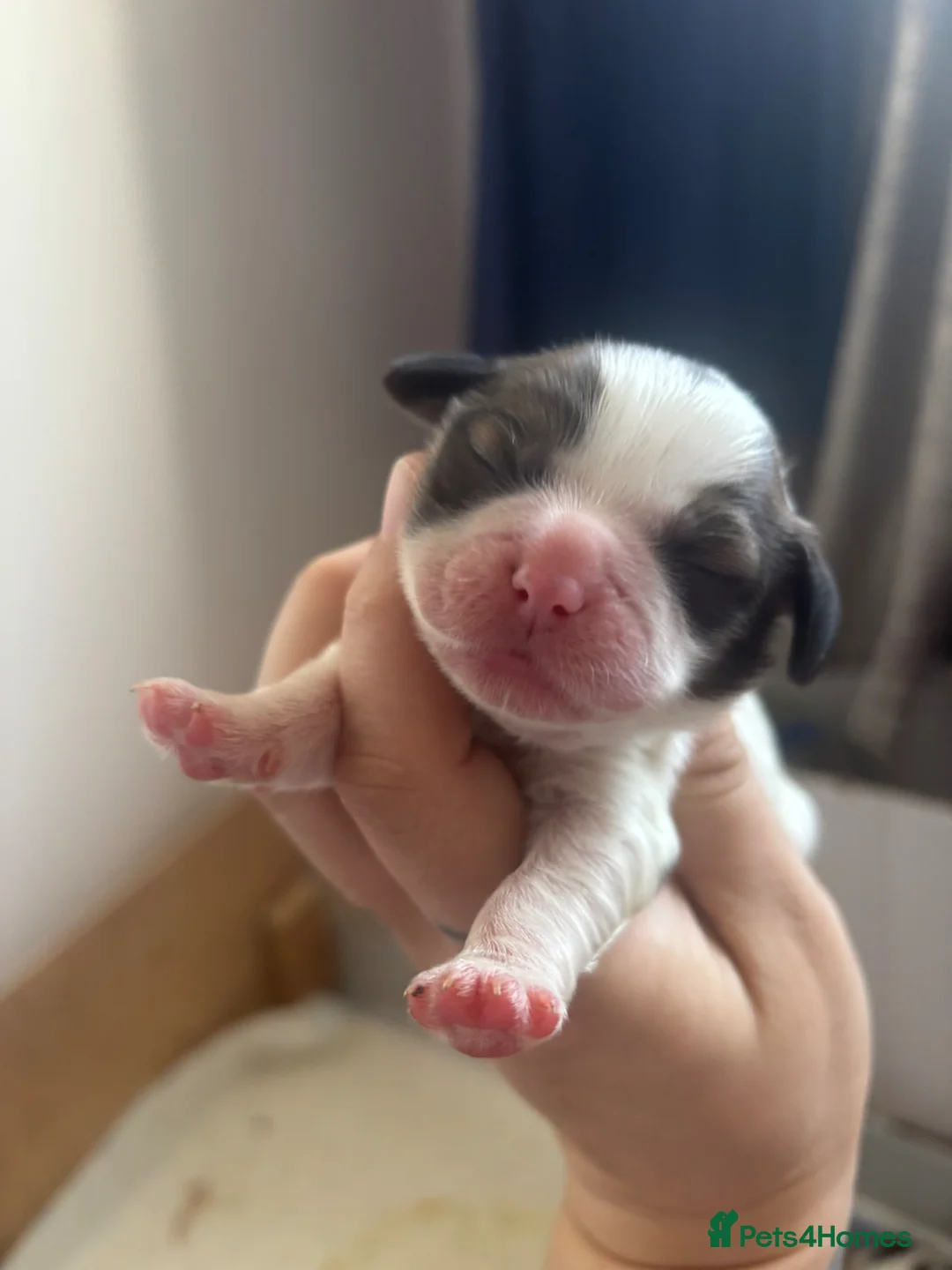 Shihpoo dogs for sale: Shih tuz cross puppys - Advert 27