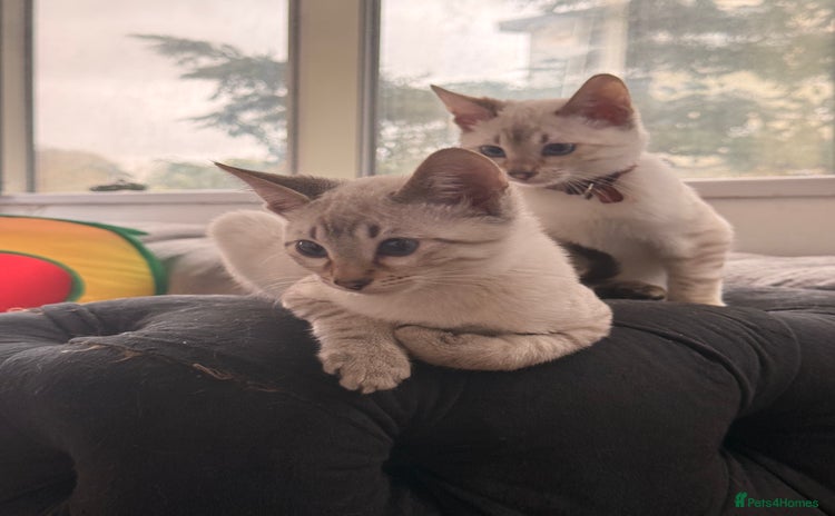Bengal cats - Advert 5