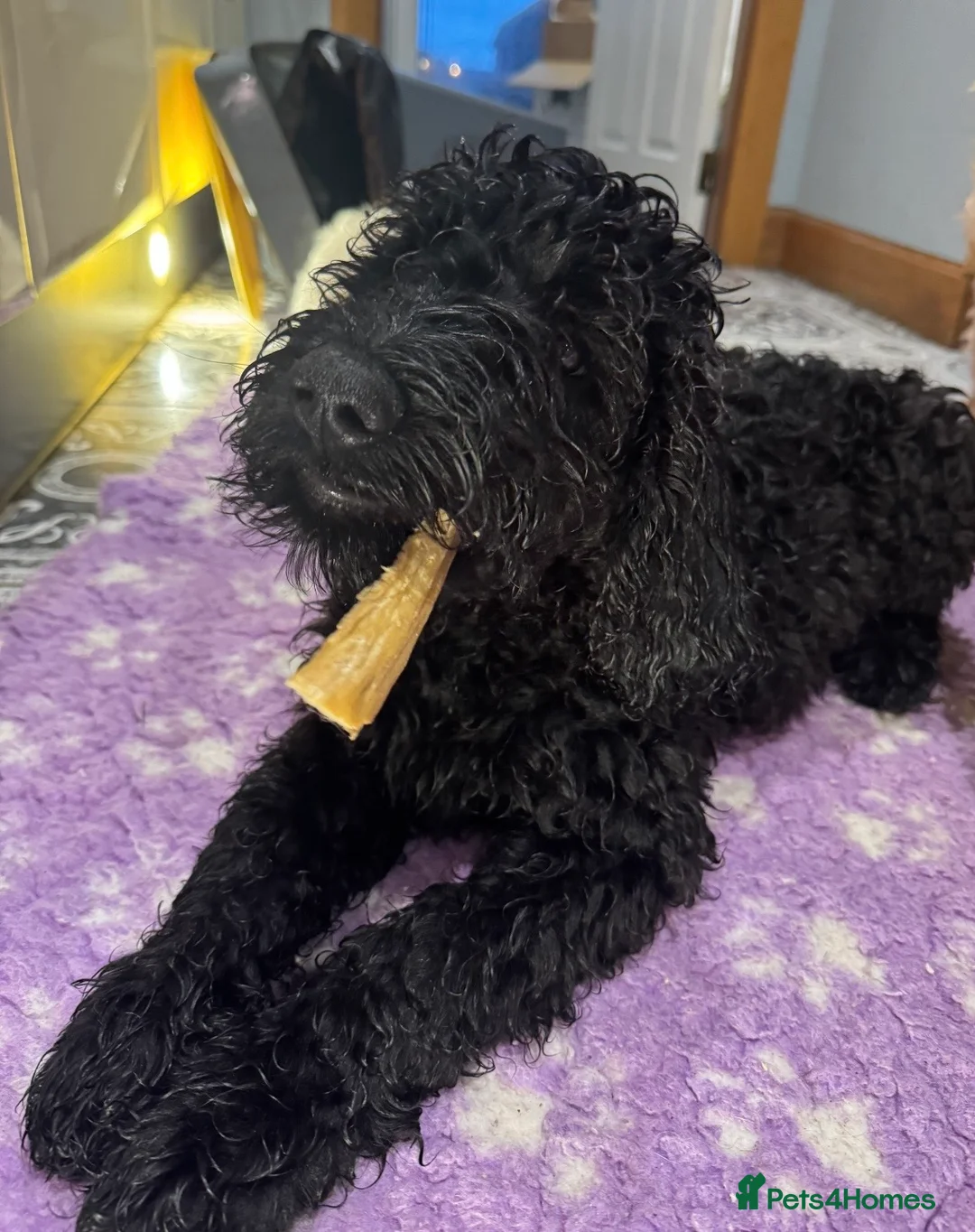 Goldendoodle dogs for sale: Golden doodle F1B stunning puppies  - Advert 20