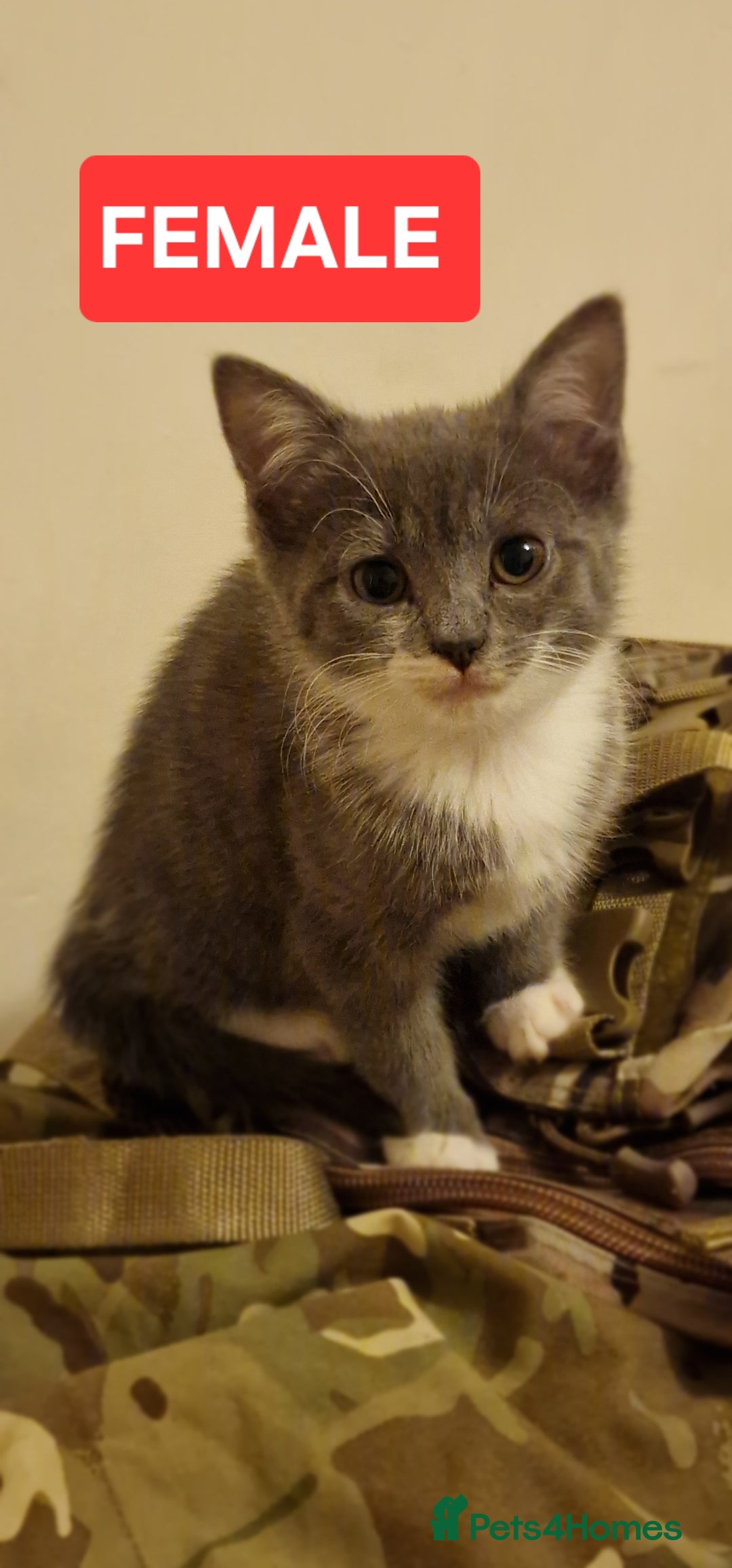 Mixed Breed cats for sale: Lovely Kittens  - Advert 8