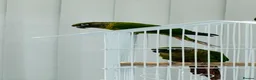Conures birds for sale: Maroonbellied Breeding Pair  - Advert 2