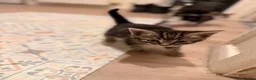 Mixed Breed cats for sale: 5 beautiful kittens  - Advert 10