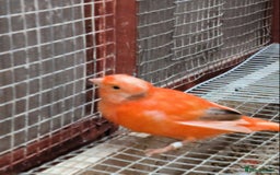 Canaries birds for sale: Young 2025 canaries  - Image 12