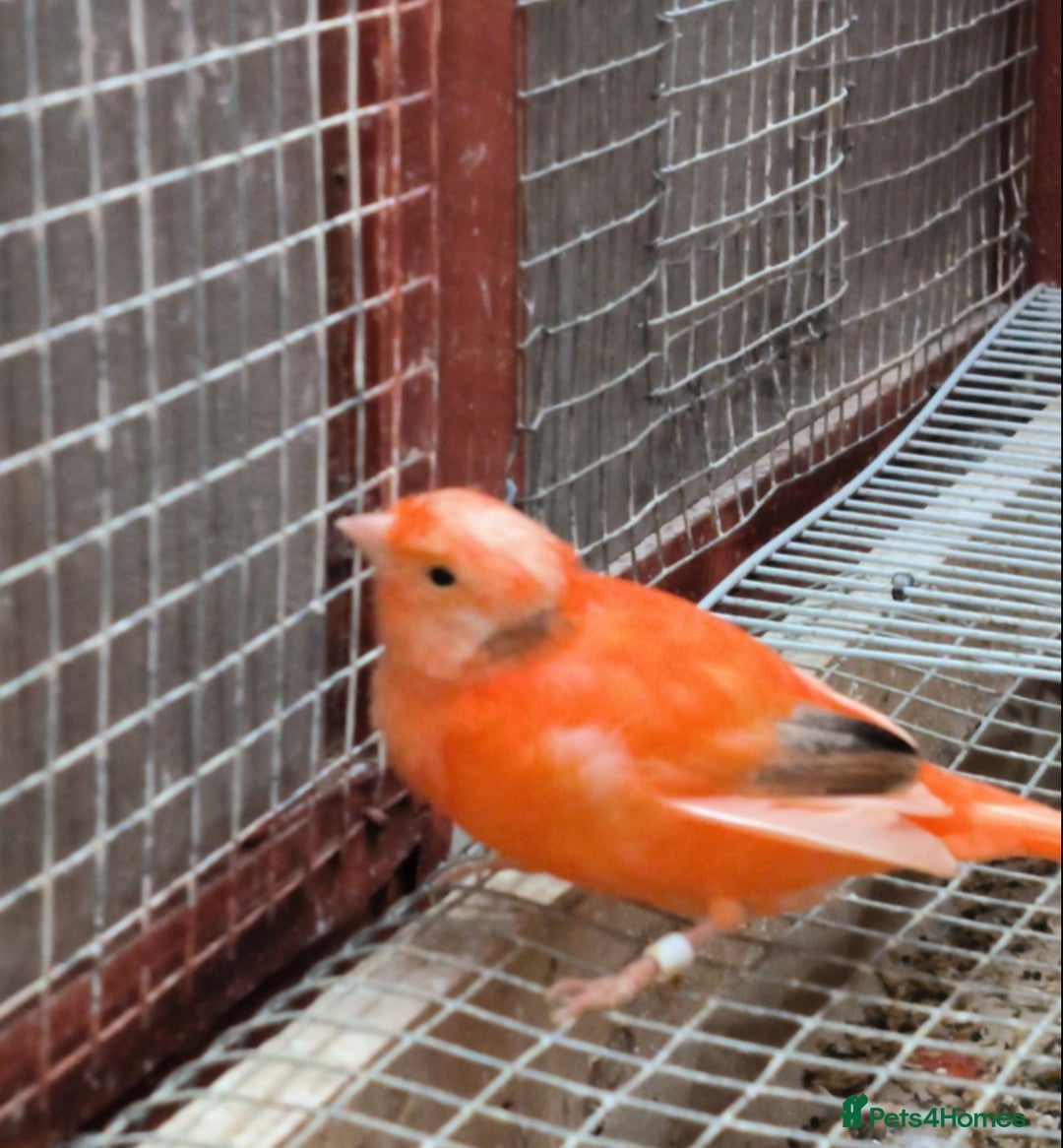 Canaries birds for sale: Young 2025 canaries  - Image 12