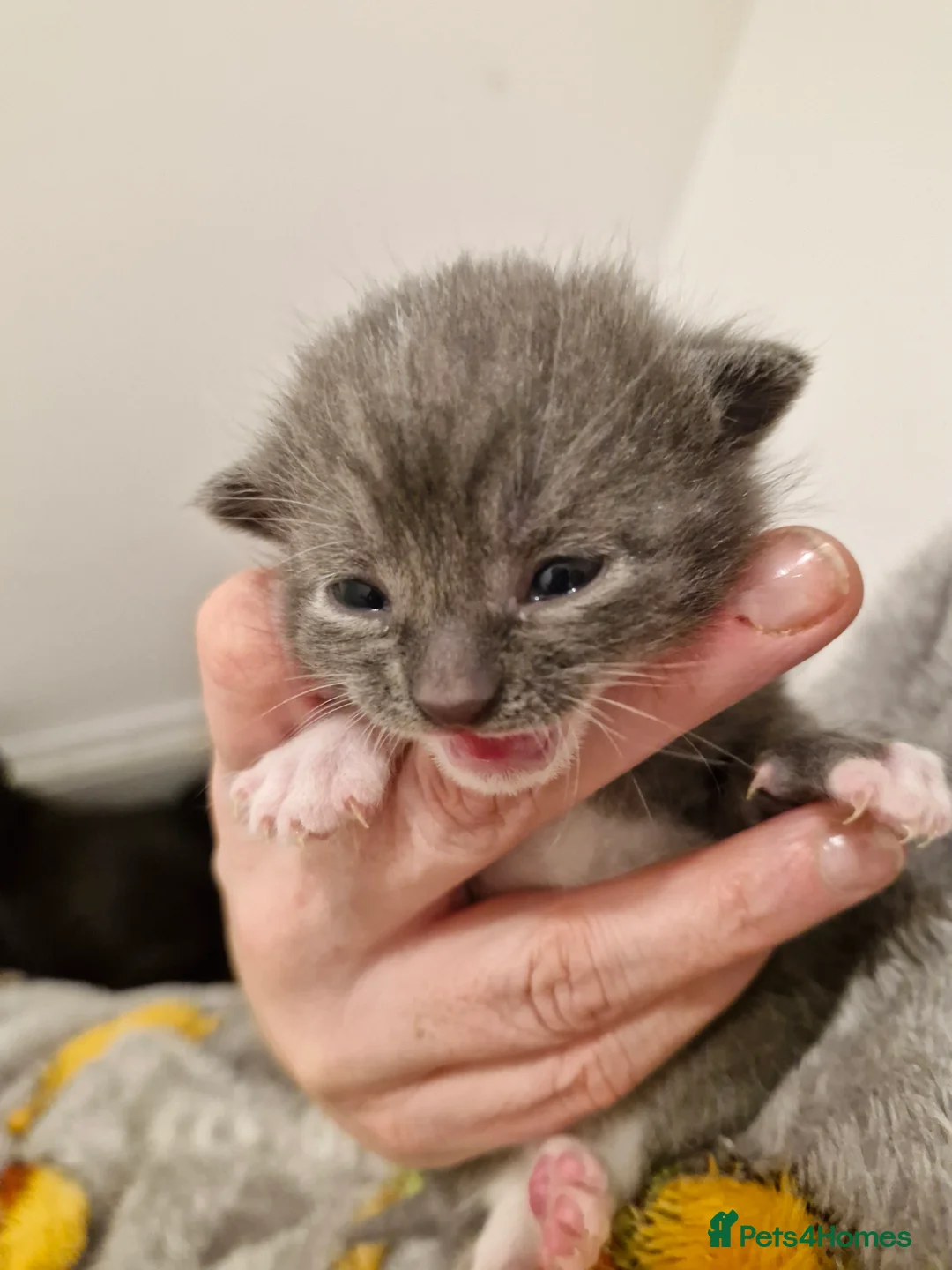 Mixed Breed cats for sale: Bengal BSH Cross Kittens - Advert 17