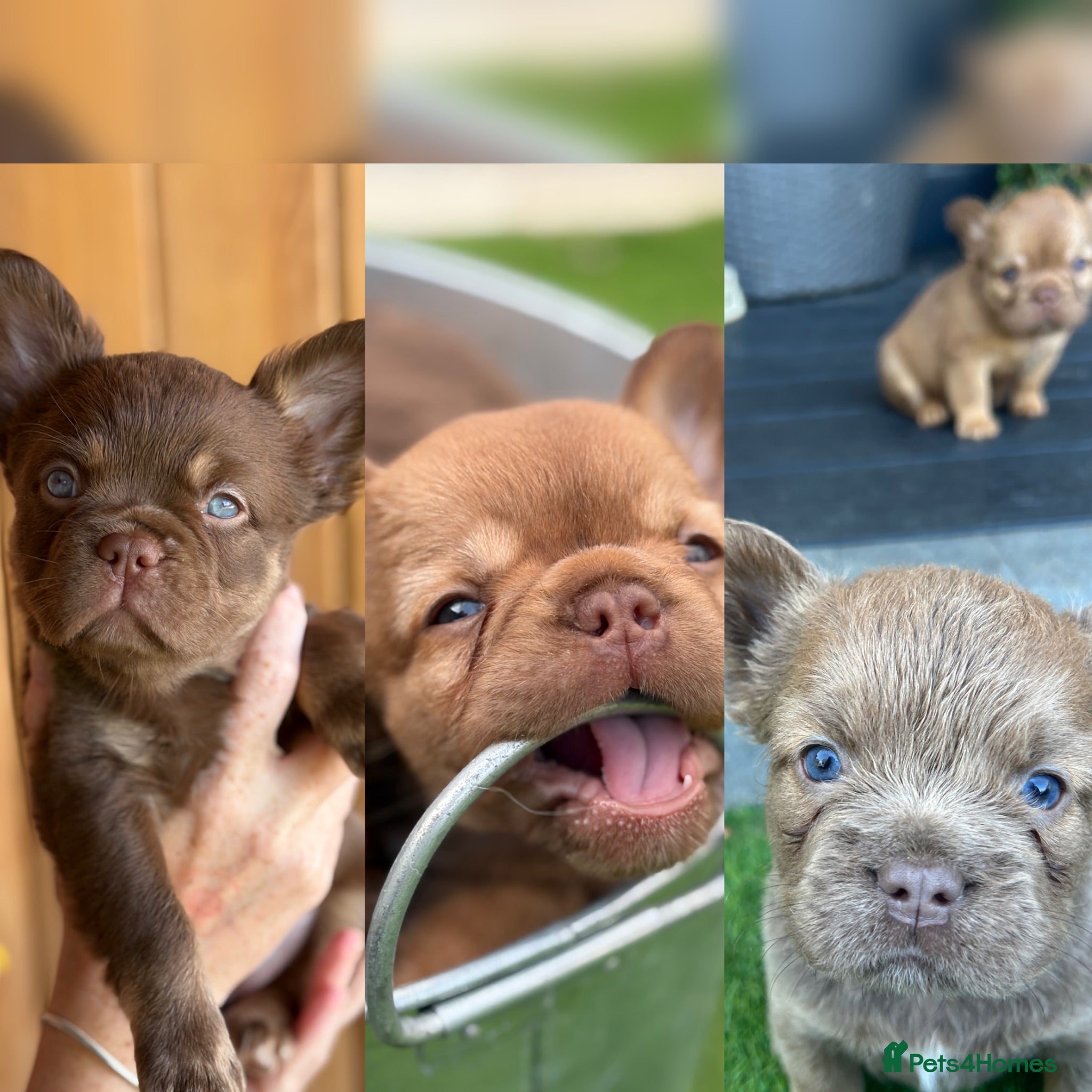 French Bulldog dogs Fluffy Frenchies  - Advert 2