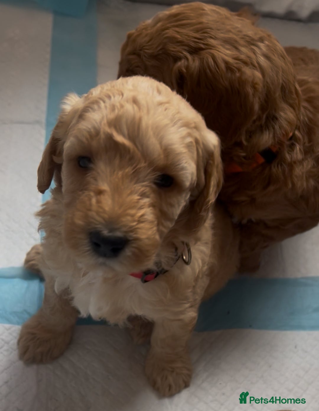 Goldendoodle dogs for sale: One Beautiful girl mini golden doodle available  - Advert 14