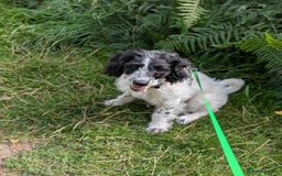 Mixed Breed dogs for sale: 5 month old mixed breed male puppy  - Image 1