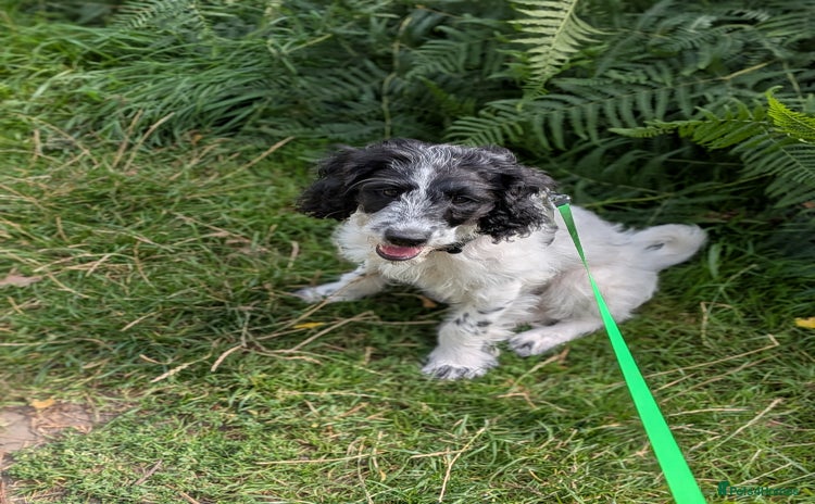 Mixed Breed dogs - Advert 1