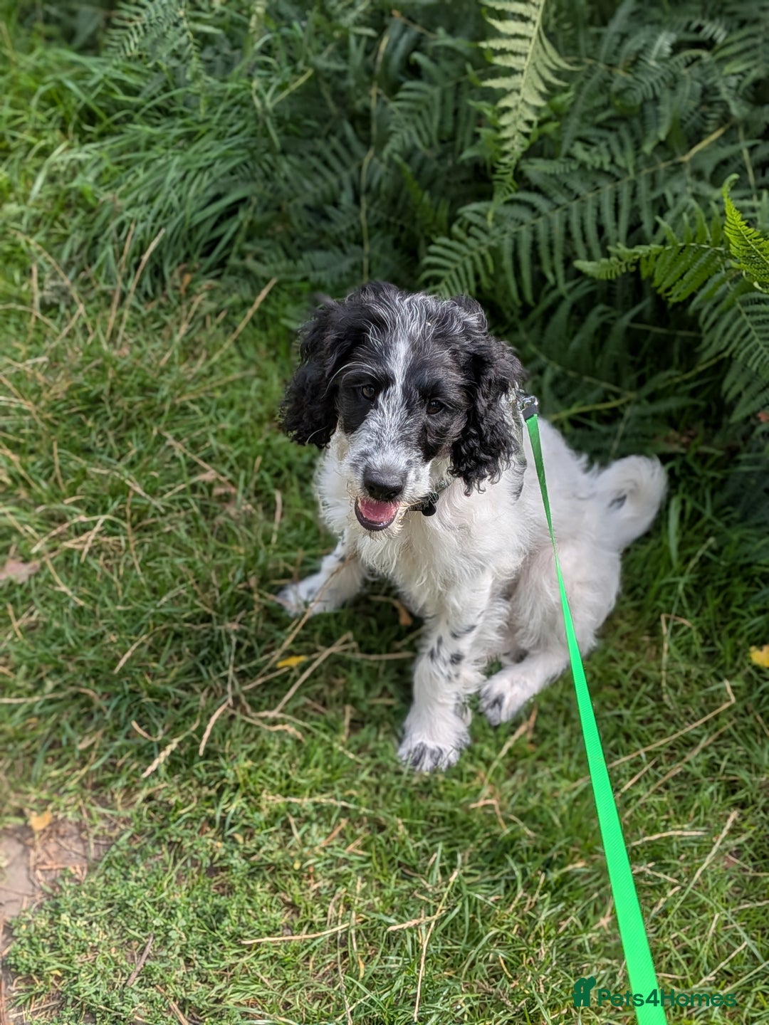 Mixed Breed dogs for sale: 5 month old mixed breed male puppy  - Image 1
