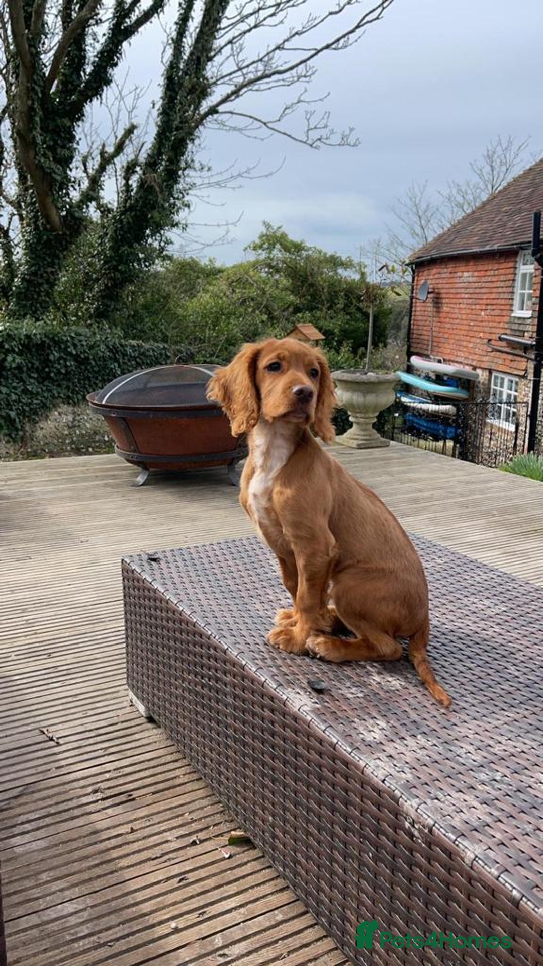 Cocker Spaniel dogs for stud: Cocker for stud in Polegate - Advert 12