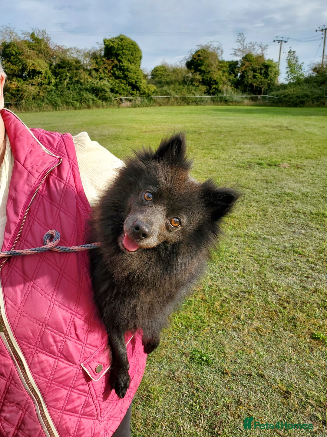 German Spitz dogs for sale: Bluey & Bingo looking for Loving Homes.  - Advert 31