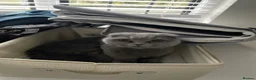 Mixed Breed cats for sale: 3 Adorable Scottish Fold Cross Kittens - Advert 7