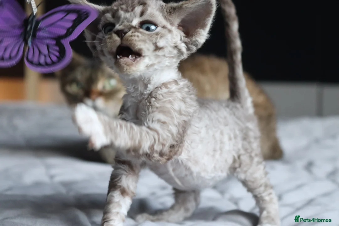 Devon Rex cats for sale: 🎉Beautiful, healthy and full pedigree Devon Rex🎉 - Advert 2