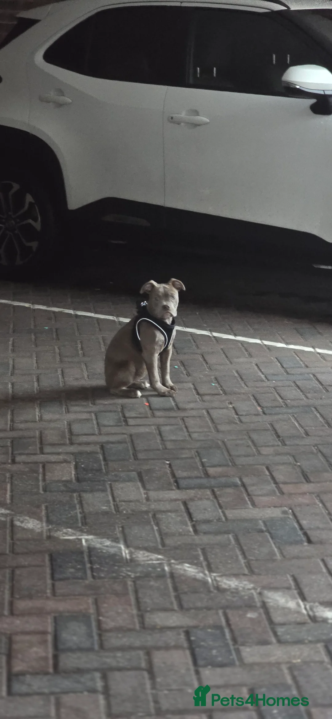 Olde English Bulldogge dogs for sale: 7 Month Old Olde English Bulldog Female - Advert 12