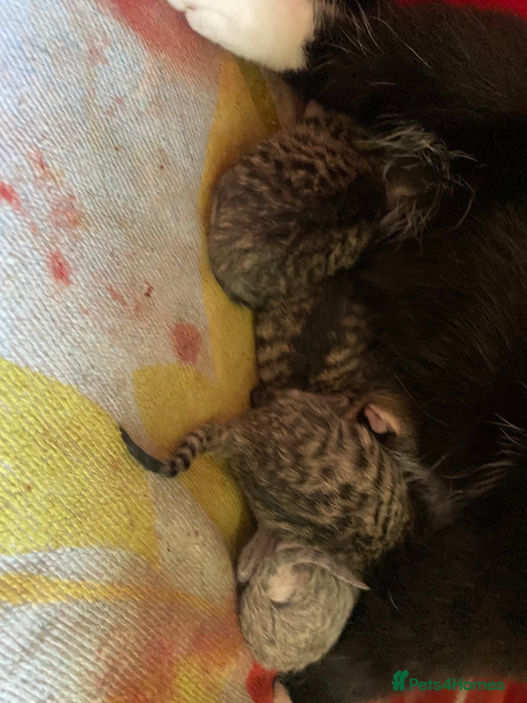 British Shorthair cats for sale: 4 beautiful kittens - Image 8