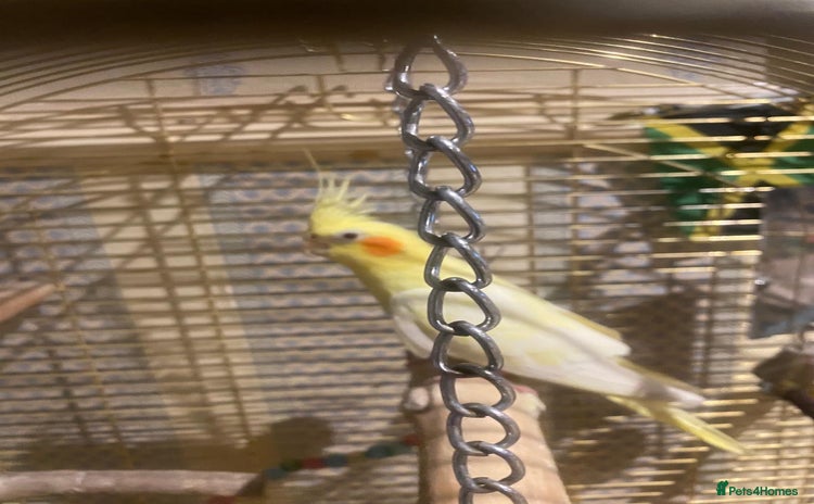 Cockatoo birds - Advert 10