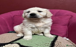 Golden Retriever dogs for sale: Extensively Health Tested & Kids Best friends - Advert 9