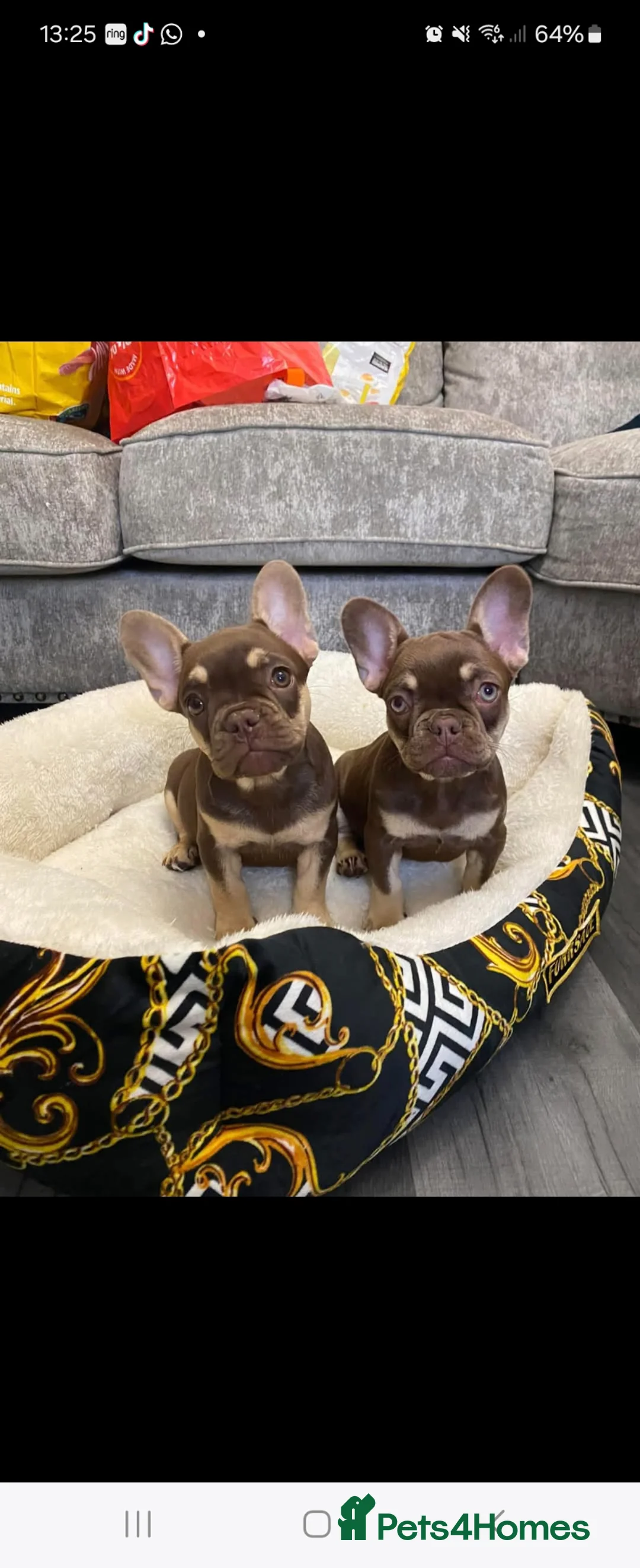 French Bulldog dogs for sale: Choclate and tan frenchie female  - Advert 1