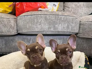 French Bulldog dogs Choclate and tan frenchie female - Advert 2